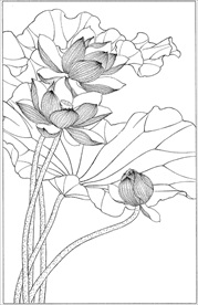 荷花线描 荷花白描 荷花素描