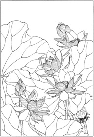 荷花线描 荷花白描 荷花素描