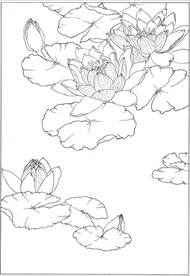 荷花线描 荷花白描 荷花素描