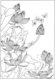 荷花线描 荷花白描 荷花素描