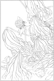 荷花线描 荷花白描 荷花素描