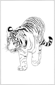 老虎线描 老虎白描 老虎素描
