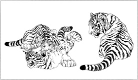 老虎线描 老虎白描 老虎素描