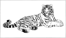 老虎线描 老虎白描 老虎素描