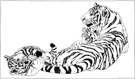 老虎线描 老虎白描 老虎素描