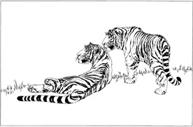 老虎线描 老虎白描 老虎素描