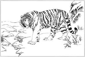 老虎线描 老虎白描 老虎素描