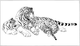 老虎线描 老虎白描 老虎素描