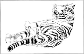 老虎线描 老虎白描 老虎素描
