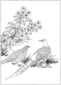锦鸡线描 锦鸡白描 锦鸡素描