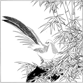 锦鸡线描 锦鸡白描 锦鸡素描
