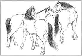 骏马线描 骏马白描 骏马素描