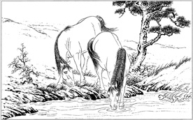 骏马线描 骏马白描 骏马素描