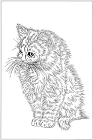 猫咪线描 猫咪白描 猫咪素描