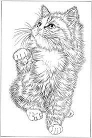猫咪线描 猫咪白描 猫咪素描