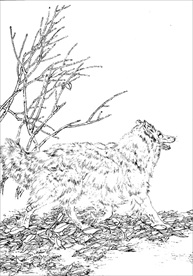 名犬线描 名犬白描 名犬素描