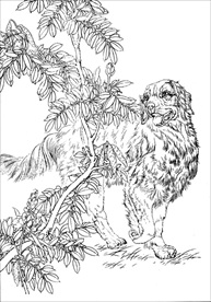 名犬线描 名犬白描 名犬素描