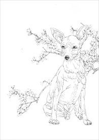 名犬线描 名犬白描 名犬素描