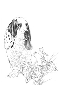 名犬线描 名犬白描 名犬素描