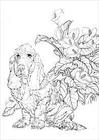 名犬线描 名犬白描 名犬素描