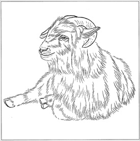 山羊线描 山羊白描 山羊素描