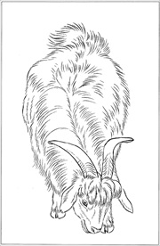 山羊线描 山羊白描 山羊素描