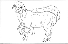 山羊线描 山羊白描 山羊素描