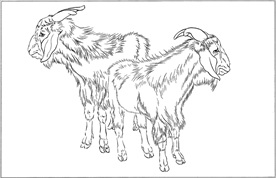 山羊线描 山羊白描 山羊素描