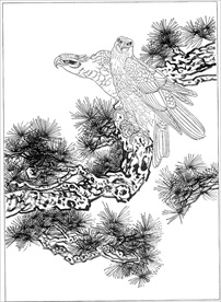 雄鹰线描 雄鹰白描 雄鹰素描