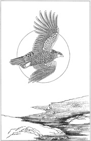 雄鹰线描 雄鹰白描 雄鹰素描
