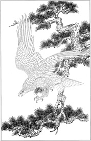 雄鹰线描 雄鹰白描 雄鹰素描