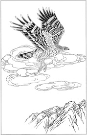 雄鹰线描 雄鹰白描 雄鹰素描