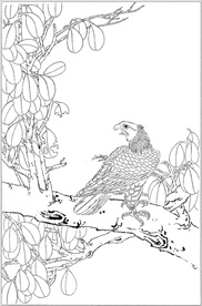 雄鹰线描 雄鹰白描 雄鹰素描