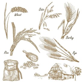 麦子面食矢量设计素材