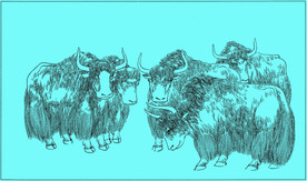 牦牛线描 牦牛白描 牦牛素描