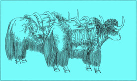 牦牛线描 牦牛白描 牦牛素描