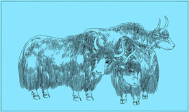 牦牛线描 牦牛白描 牦牛素描