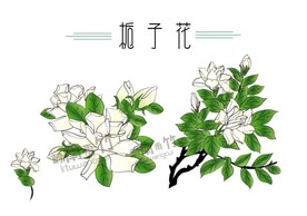 手绘栀子花
