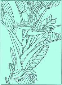 鹤望兰线描 鹤望兰白描 鹤望兰