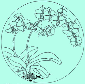 蝴蝶兰线描 蝴蝶兰白描 蝴蝶兰