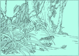 蕙兰线描 蕙兰白描 蕙兰素描