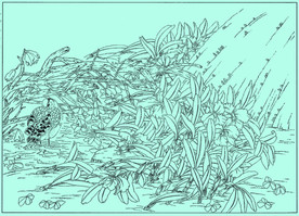 卡特兰线描 卡特兰白描 卡特兰