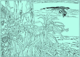 石斛兰线描 石斛兰白描 石斛兰