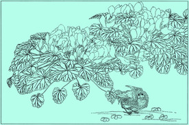 兔耳兰线描 兔耳兰白描 兔耳兰