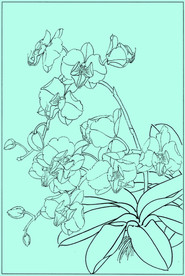 洋兰线描 洋兰白描 洋兰素描