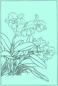 洋兰线描 洋兰白描 洋兰素描