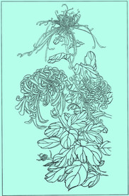 菊花线描 菊花白描 菊花素描