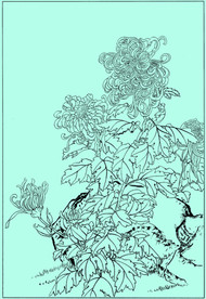 菊花线描 菊花白描 菊花素描