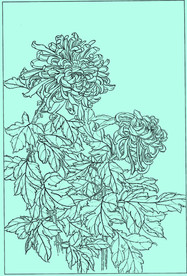 菊花线描 菊花白描 菊花素描