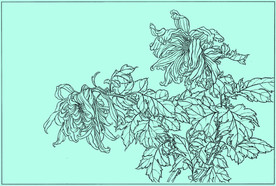 菊花线描 菊花白描 菊花素描